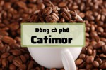 Tìm hiểu về dòng cà phê Catimor 