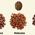 Cách để phân biệt 3 loại hạt cà phê Arabica - Robusta - Culi