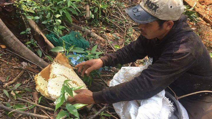 Người dân Minh Hóa đi lấy mật ong rừng